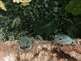 Frog reptiles - Advert 14