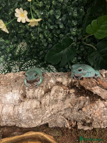 Frog reptiles - Advert 4