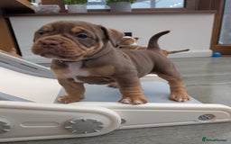 Olde English Bulldogge dogs for sale: READY NEXT WEEK! - OEB Puppies NEBBR ✅ 3rd Gen - Image 22