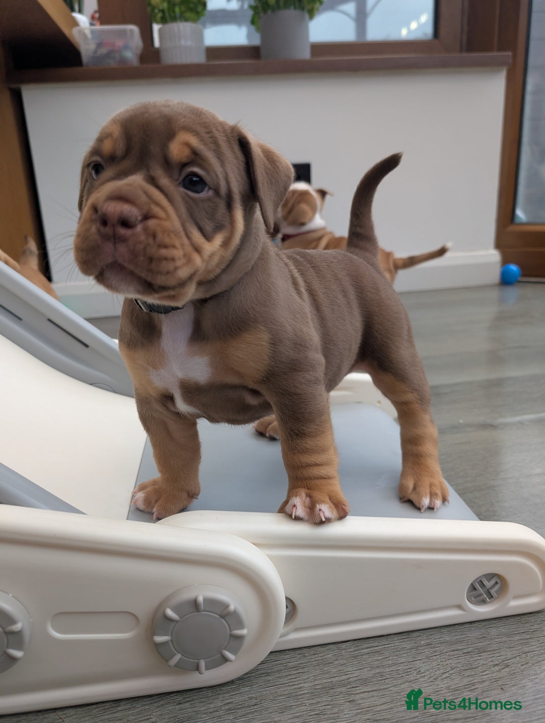 Olde English Bulldogge dogs for sale: READY NEXT WEEK! - OEB Puppies NEBBR ✅ 3rd Gen - Image 22
