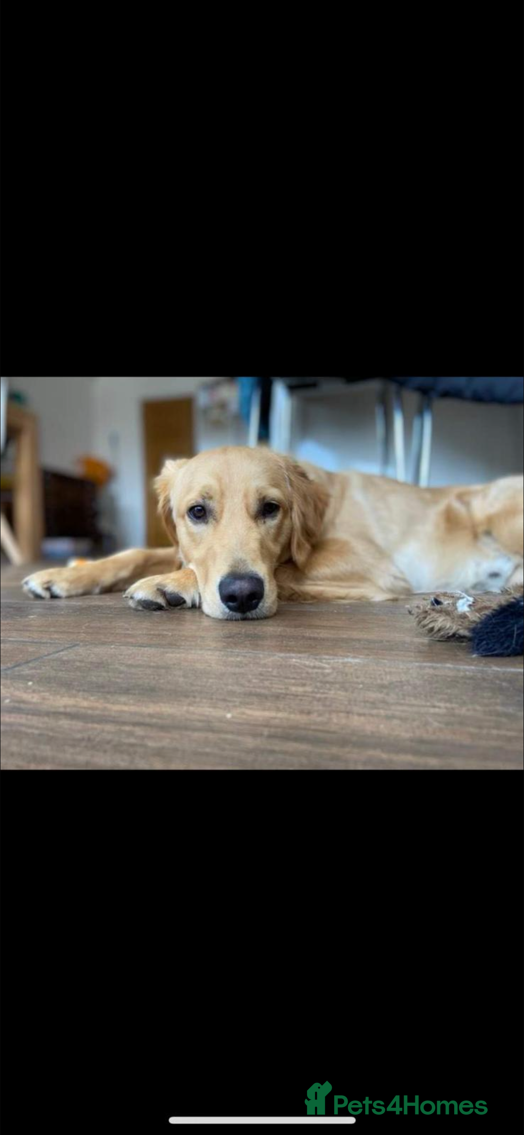 Golden Retriever dogs for sale: Alife  - Advert 8