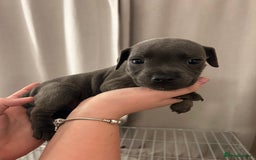 Staffordshire Bull Terrier dogs for sale: Stunning pure blue staffies - Image 10