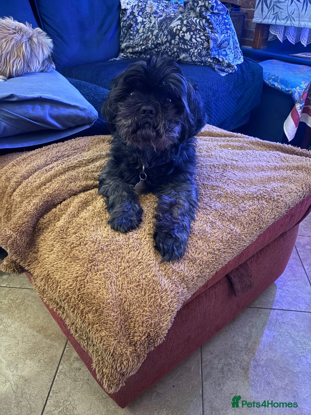 Shih Tzu dogs for sale: Karashishi shih tzu - Advert 5