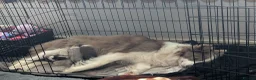 Border Collie dogs for sale: Lilac and red border collies - Advert 1