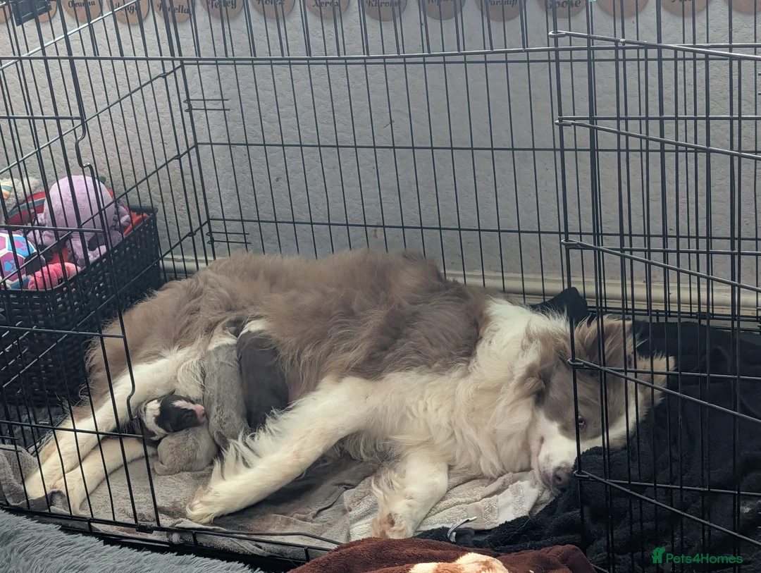 Border Collie dogs for sale: Lilac and red border collies - Advert 1