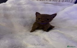 Pomchi dogs for sale: Fluffy Tiny Pomchi Puppies.🥰😍🤗 - Image 23