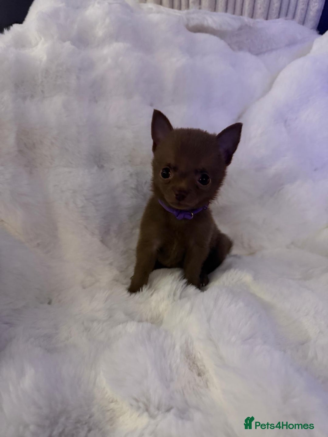 Pomchi dogs for sale: Fluffy Tiny Pomchi Puppies.🥰😍🤗 - Image 23