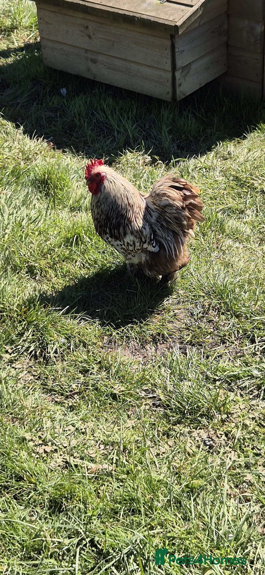 Chickens poultry for sale: Chocolate lace bantam cockerel - Advert 4