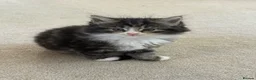 Mixed Breed cats for sale: Maine coon cross ragdoll kittens  - Advert 6