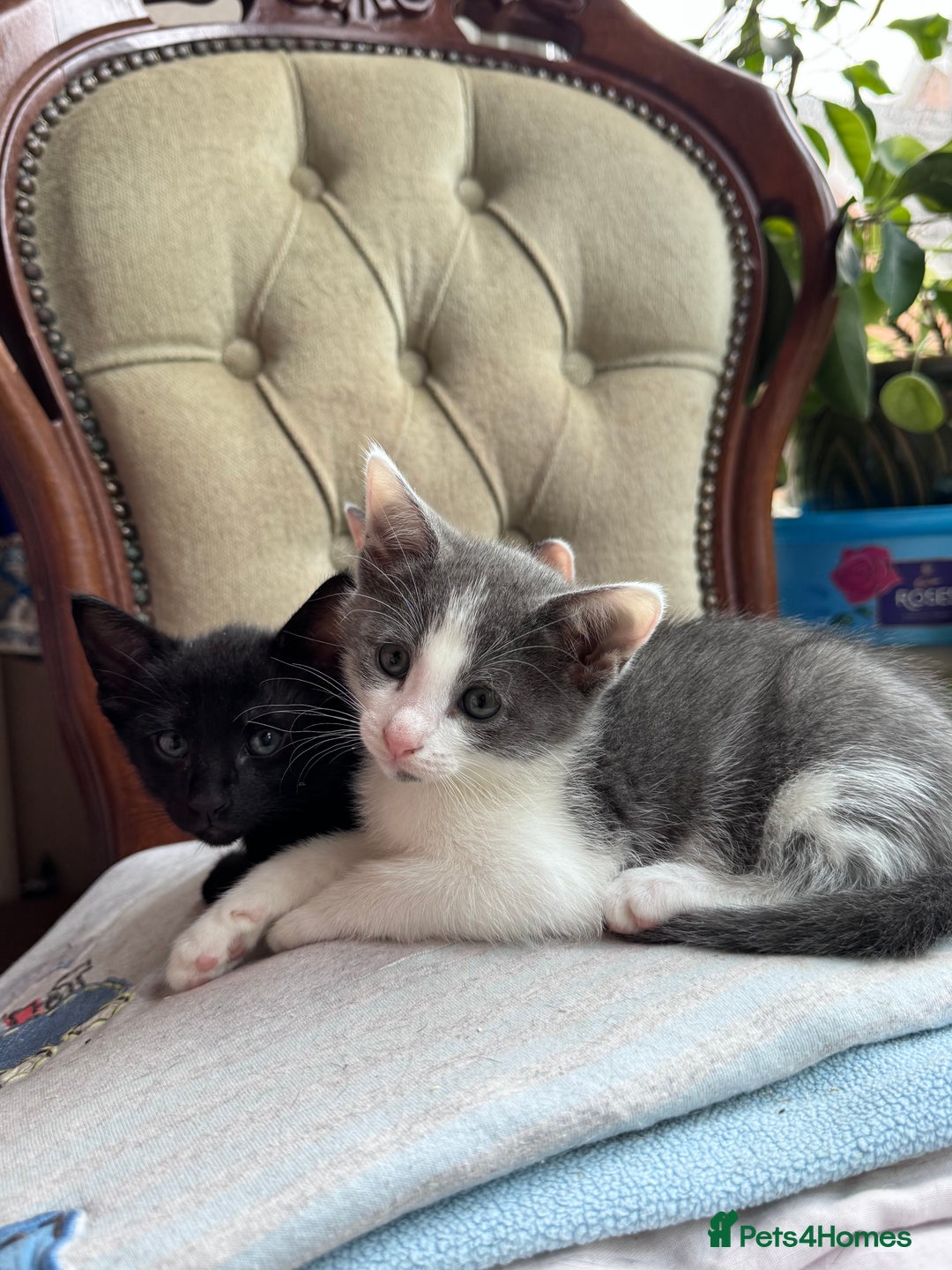 Mixed Breed cats for sale: Ready now! Oriental x British shorthair kittens - Image 28
