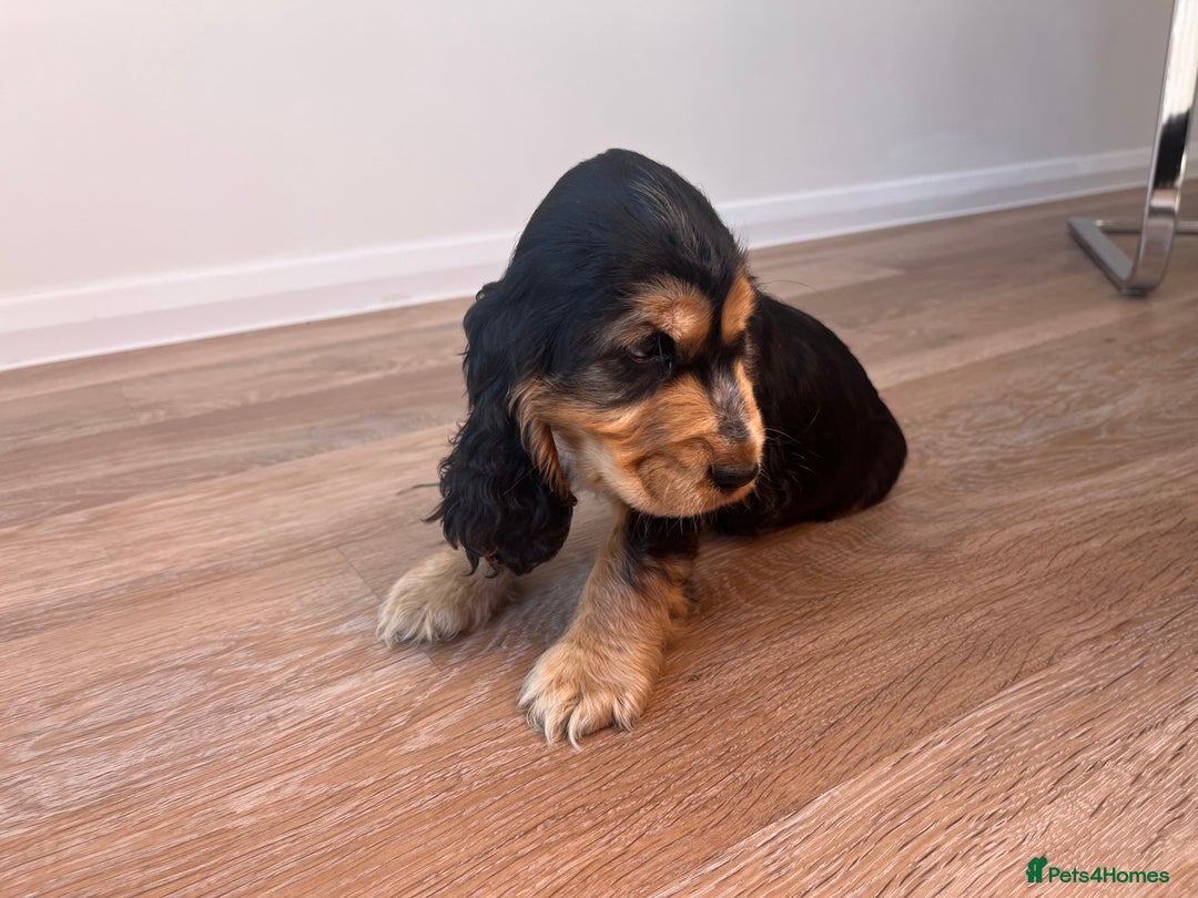 Cocker Spaniel dogs for sale: Show type cocker spaniel  - Image 3