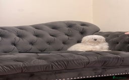 Malshi dogs for sale: Teddy  - Image 2