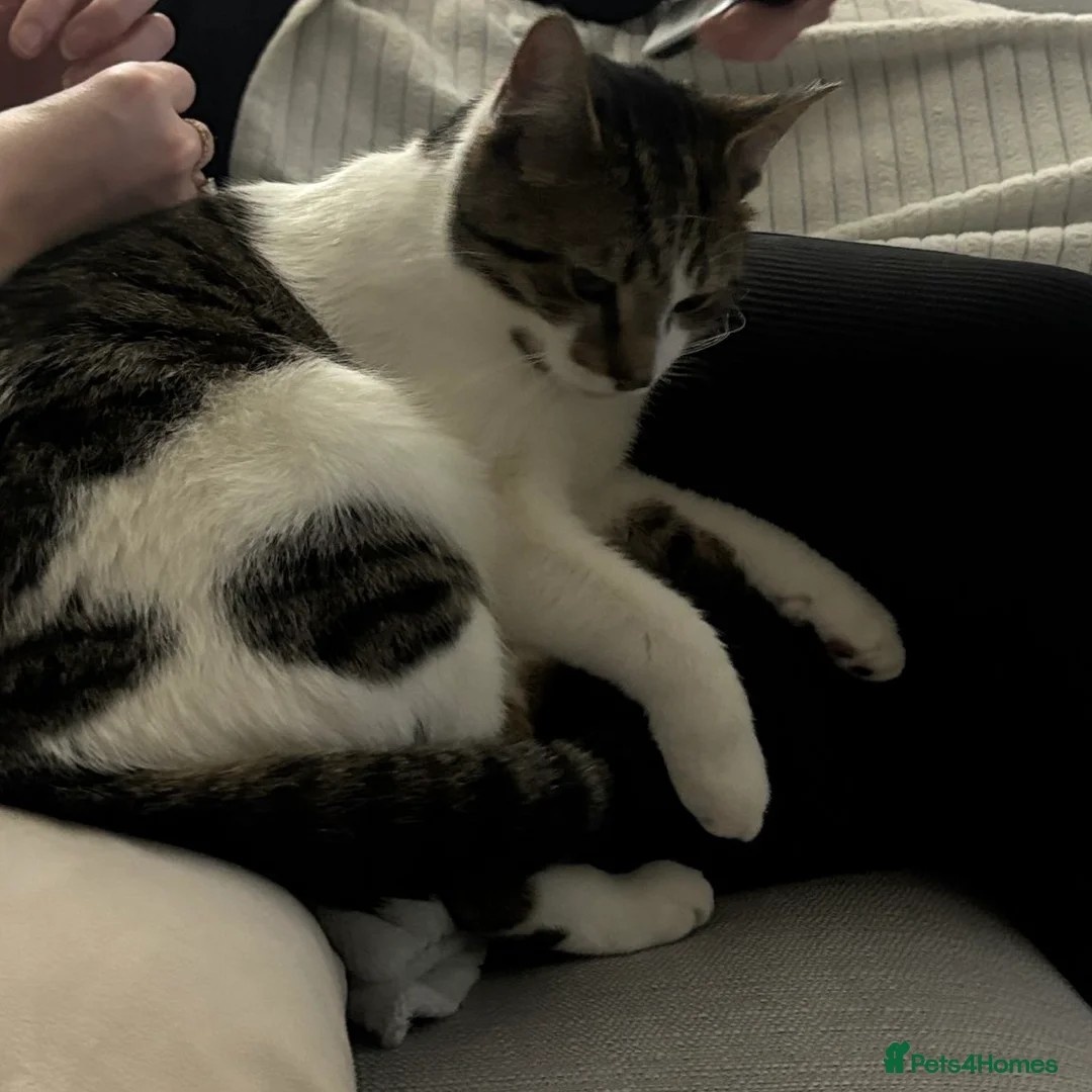 American Wirehair cats for sale: Male kitten  - Advert 2