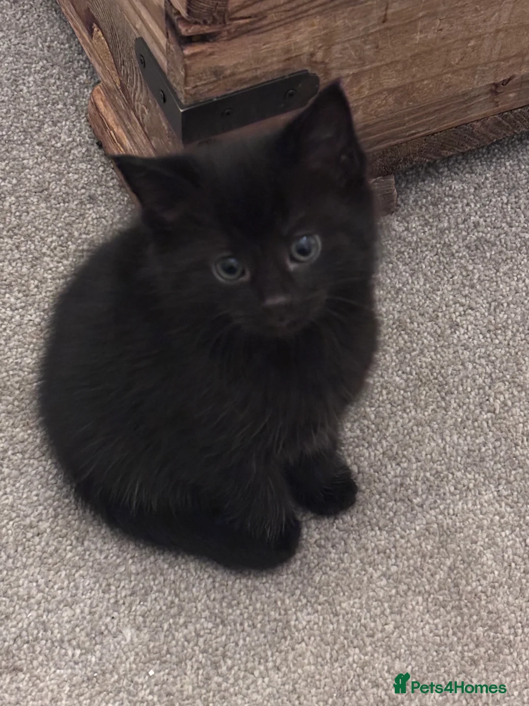 Mixed Breed cats for sale: Gorgeous moggy kittens for sale  - Advert 1