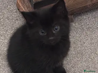 Mixed Breed cats Gorgeous moggy kittens for sale - Advert 1