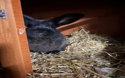 Mixed Breed rabbits for sale: Young buck  - Image 2
