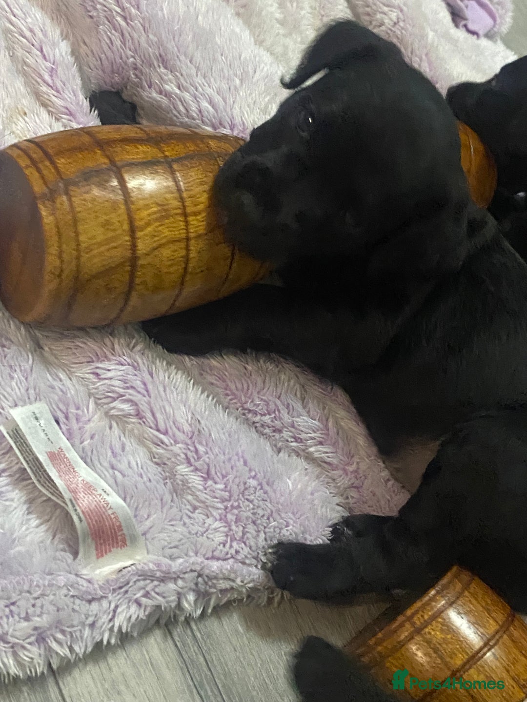 Patterdale Terrier dogs for sale: **READY NOW!!!Beautiful Patterdale Pups** - Advert 13