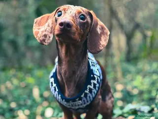 Miniature Dachshund dogs Mini dachshund - Advert 1