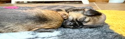 Border Terrier dogs for sale: Stunning Border Babies 🐾 Dog Training Family 🐾 - Advert 5