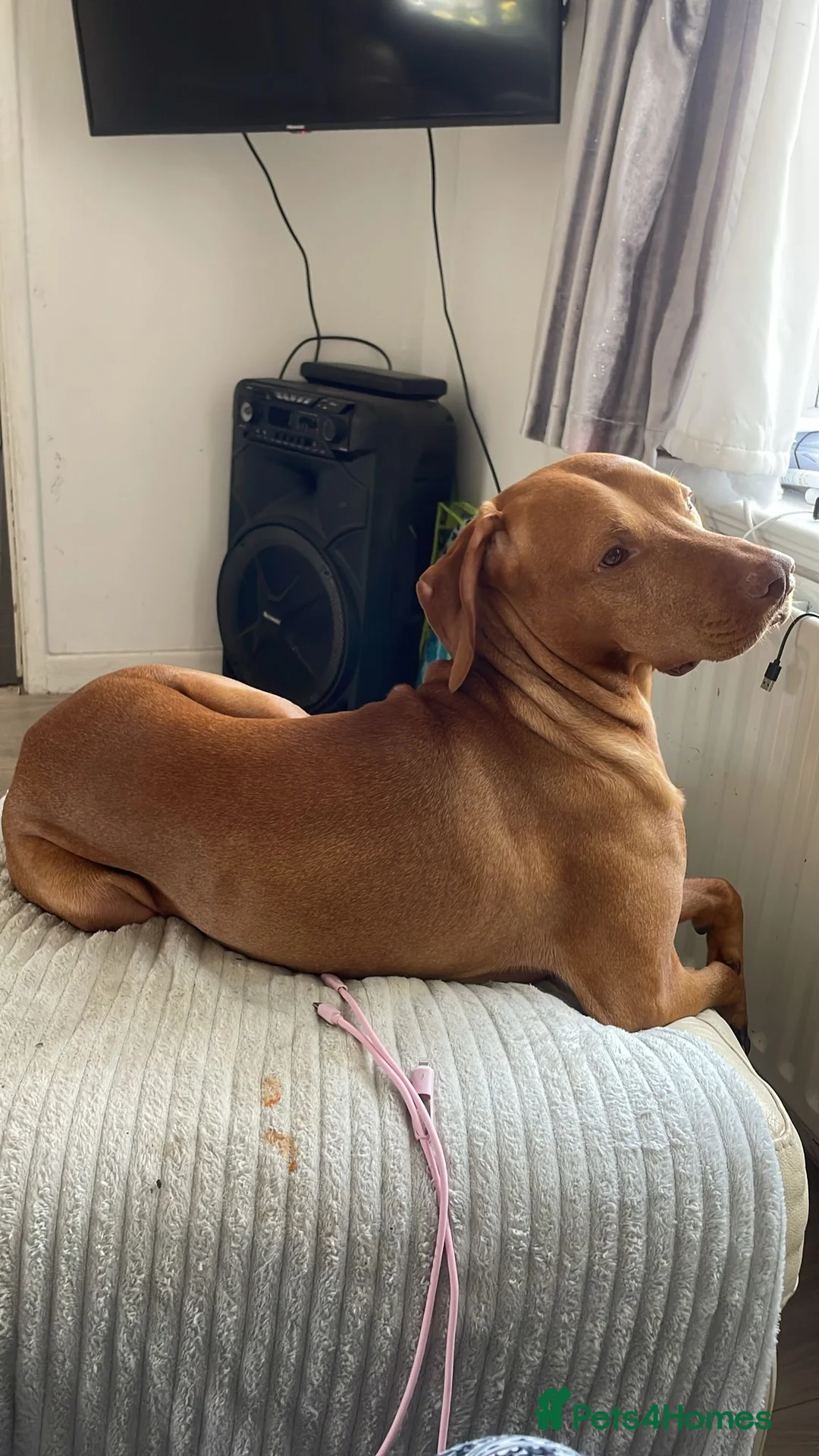 Hungarian Vizsla dogs for sale: Hungarian vizsler 4 years old in Ulverston - Advert 5