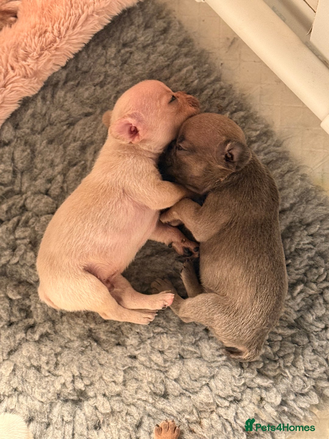 French Bulldog dogs for sale: Super Special KC Registered French Bulldog Puppies - Advert 16