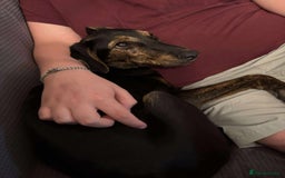Mixed Breed dogs for adoption: Puppy Rina is waiting for you! - Image 14