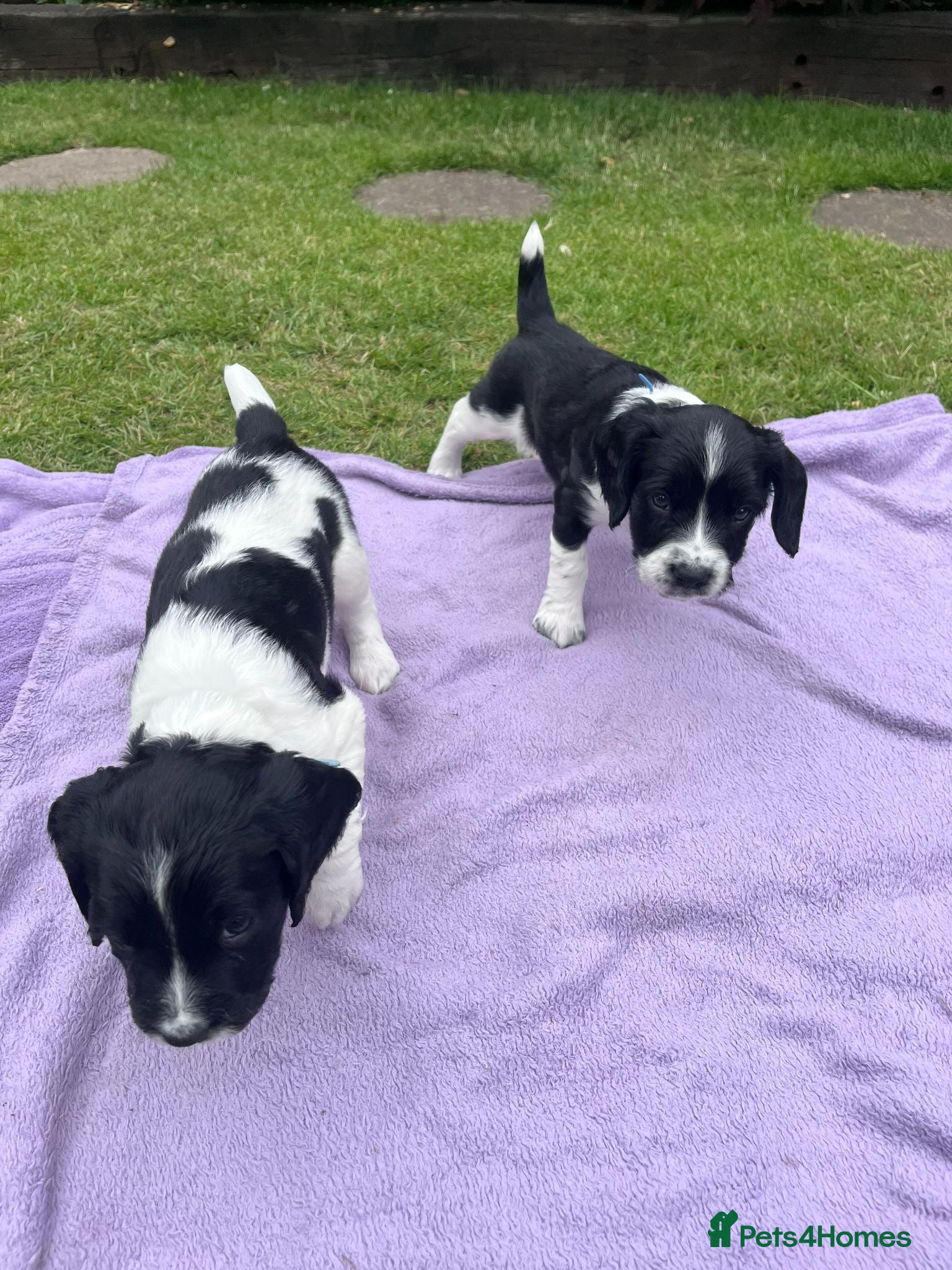 English Springer Spaniel dogs KC registered English Springer Spaniels - Advert 1