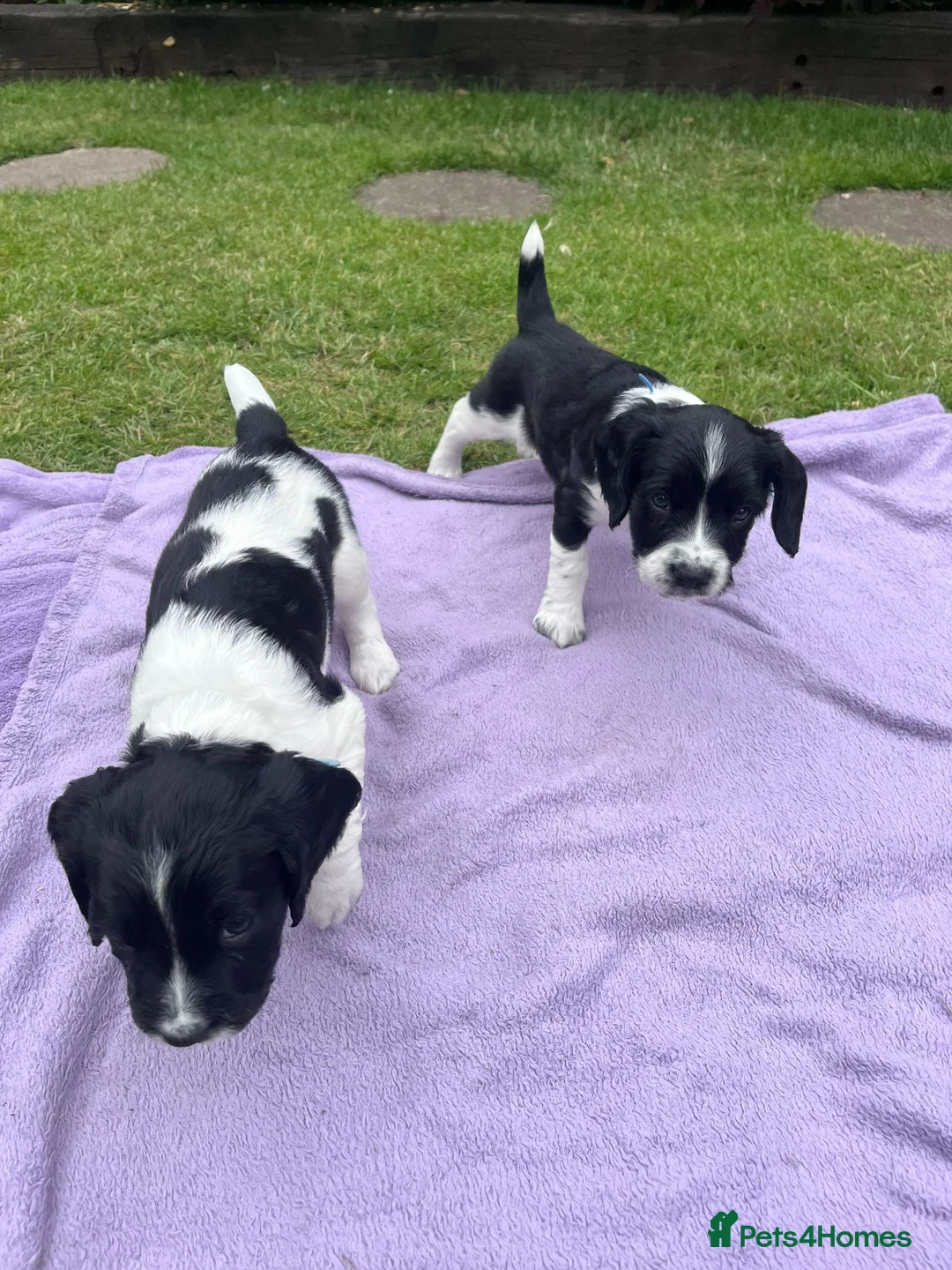 English Springer Spaniel dogs for sale: KC registered English Springer Spaniels - Advert 1