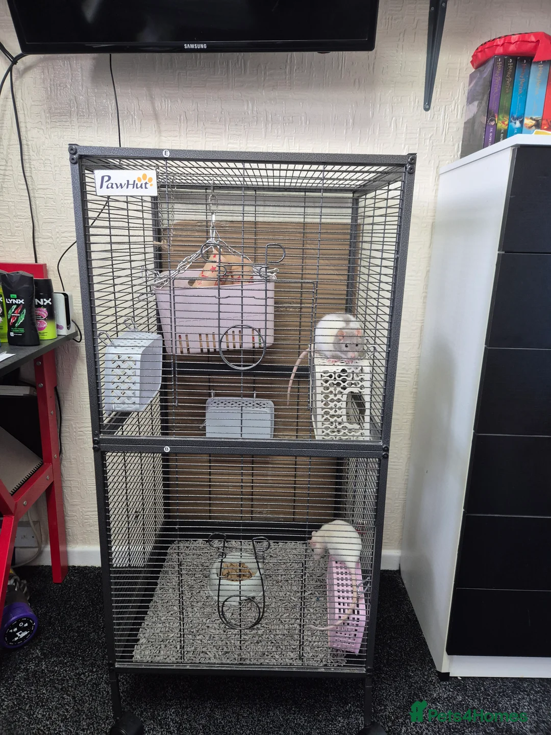 Rat rodents for sale: 2 female rats 18 months re home asap - Advert 1