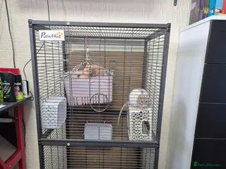 Rat rodents 2 female rats 18 months re home asap - Advert 1