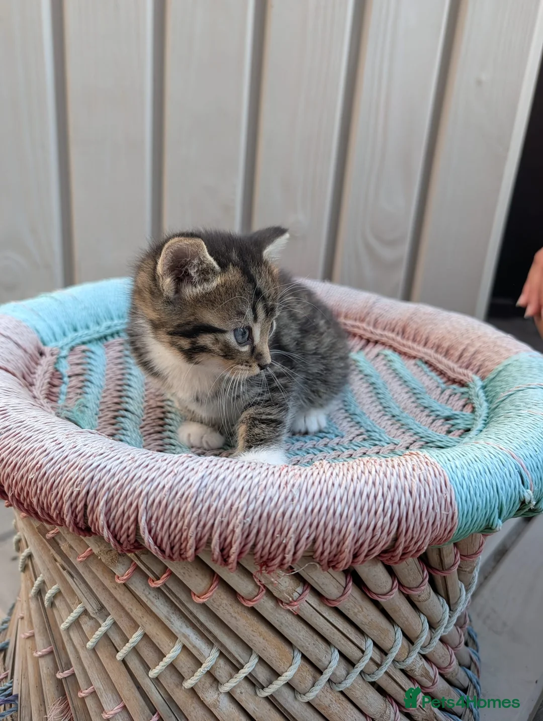 Domestic Shorthair cats for adoption: Become a Penny Paws foster homes for cats in need - Advert 2