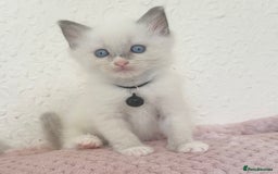 Ragdoll cats for sale: Affectionate, Cuddly, Playful Kittens - Image 22