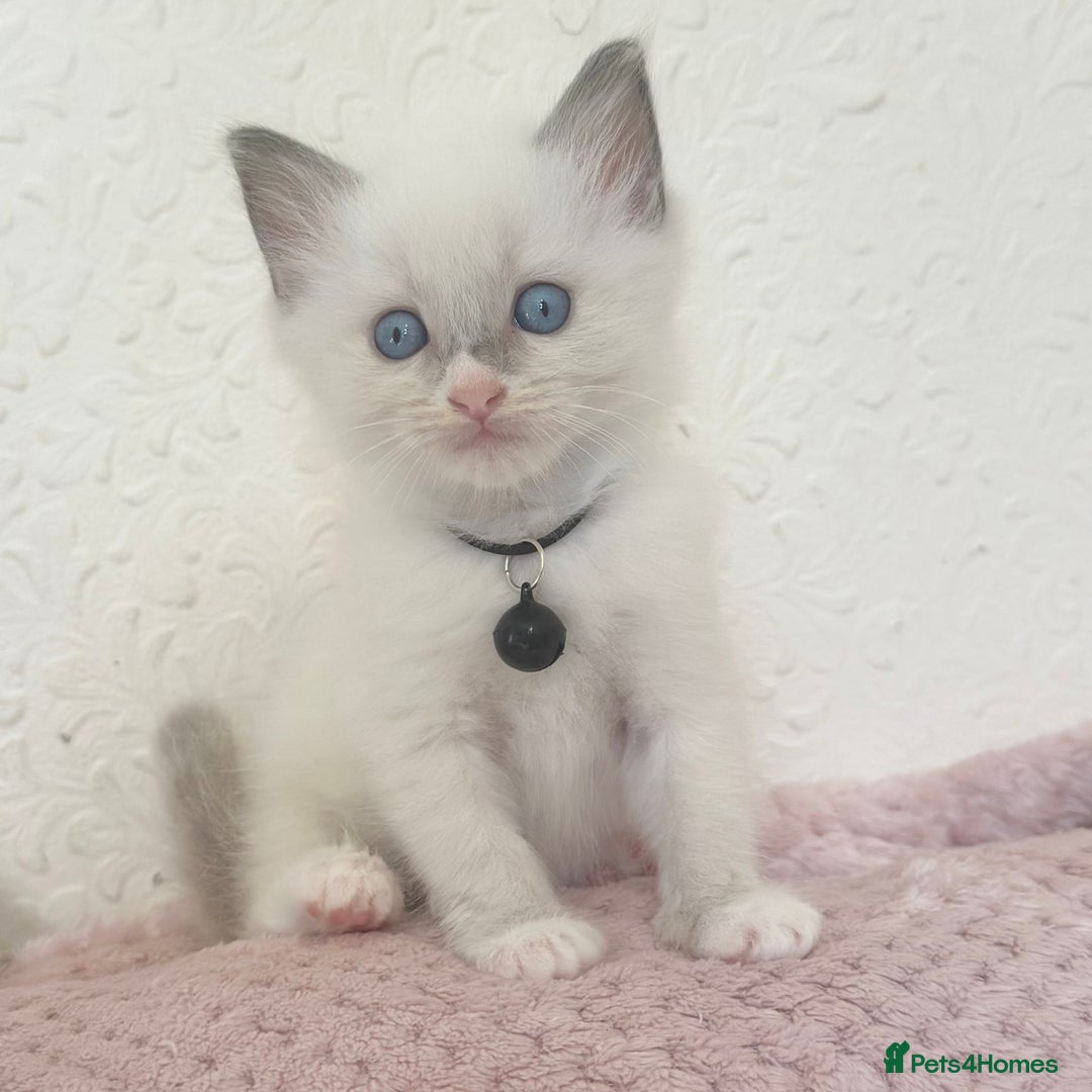 Ragdoll cats for sale: Affectionate, Cuddly, Playful Kittens - Image 22