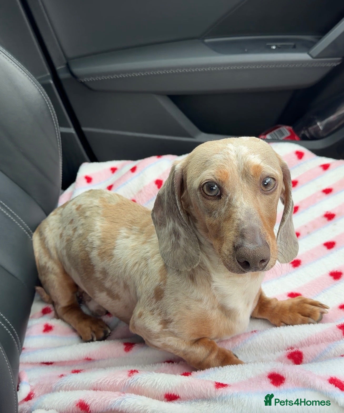 Dachshund dogs *Stud Only* Isabella Dapple Miniture Dachaund - Advert 11