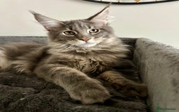 Maine Coon cats for sale: Stunning TICA Registered Maine Coon Boys Available - Image 6