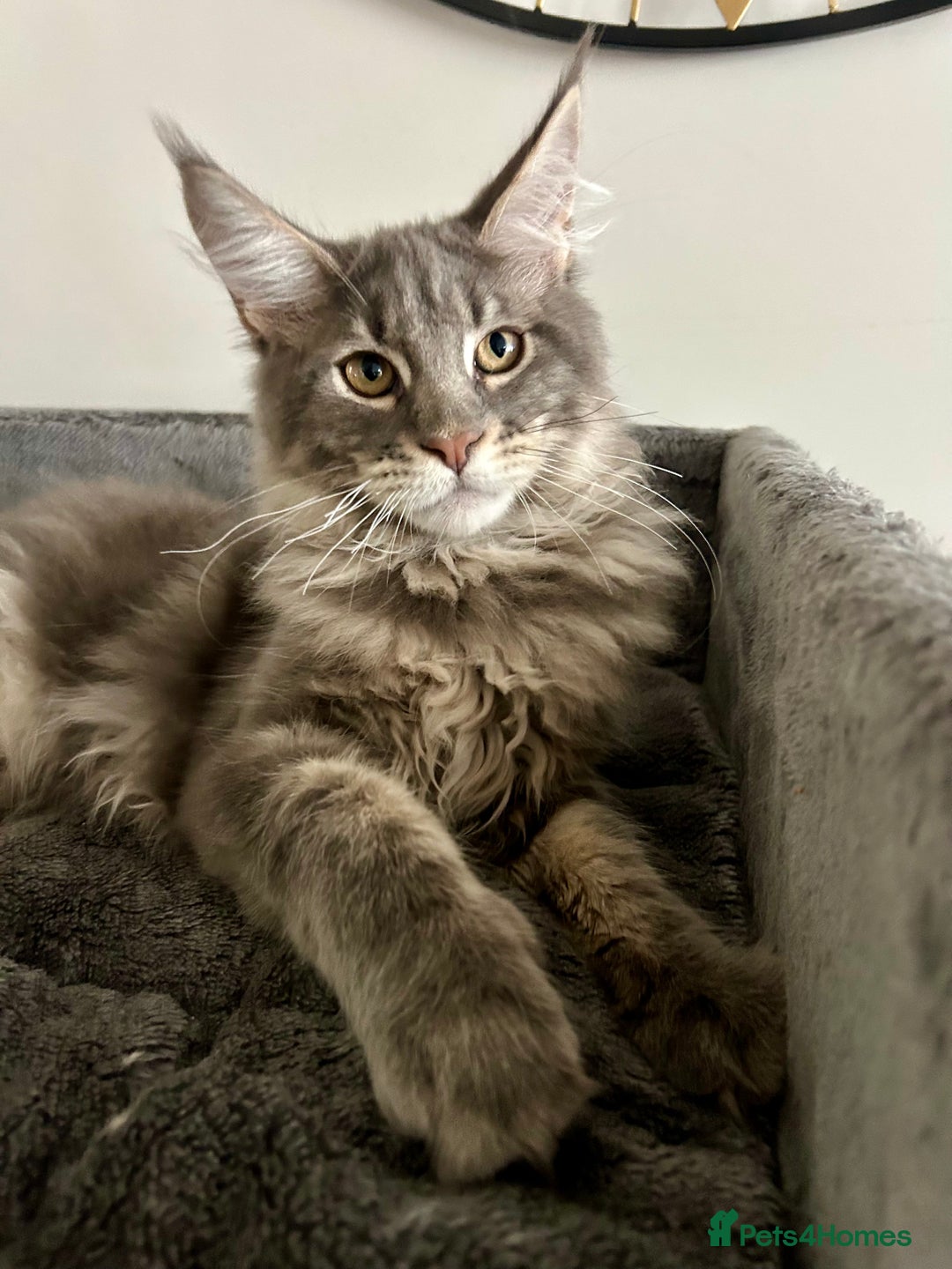 Maine Coon cats for sale: Stunning TICA Registered Maine Coon Boys Available - Image 6