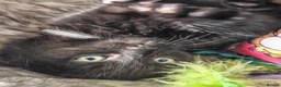 British Shorthair cats for sale: Two Gorgeous Black & Grey Boys Ready Now!  - Advert 2