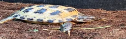Tortoise reptiles for sale: Baby horsfield tortoise and setup  - Advert 4