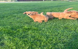 Golden Retriever dogs for sale: KC Registered Golden Retriever Puppies - Image 12