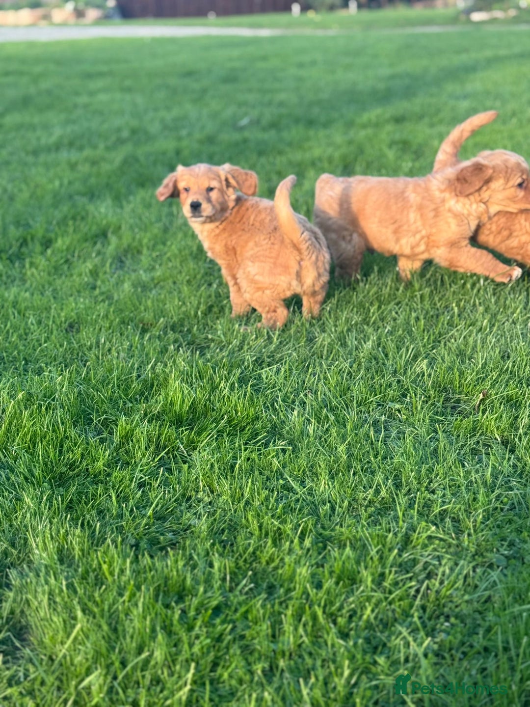 Golden Retriever dogs for sale: KC Registered Golden Retriever Puppies - Image 12