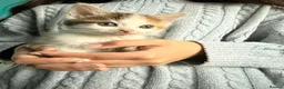 Mixed Breed cats for sale: Beautiful kittens mixed with ragdoll - Advert 19