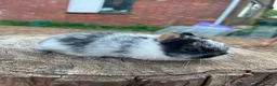 Netherland Dwarf rabbits for sale: Exceptional Netherland Dwarf Babies Available  - Advert 13