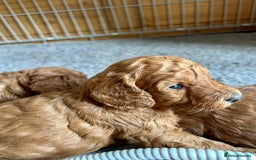 Cockapoo dogs for sale: Beautiful fox red cockapoo pups  - Image 3