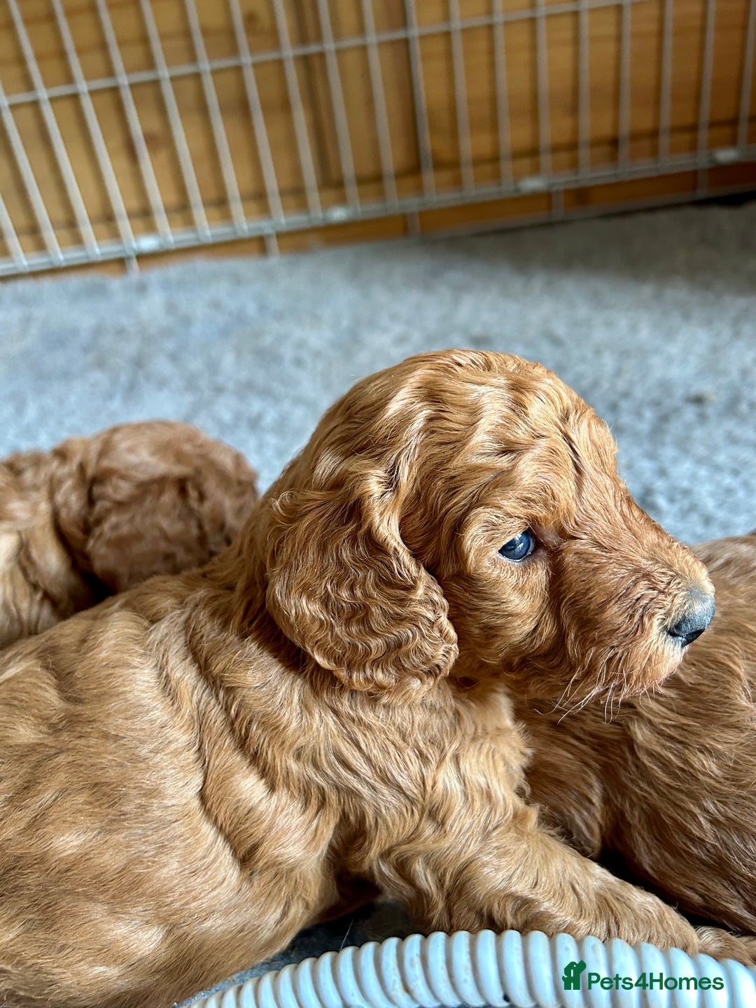 Cockapoo dogs for sale: Beautiful fox red cockapoo pups  - Image 3