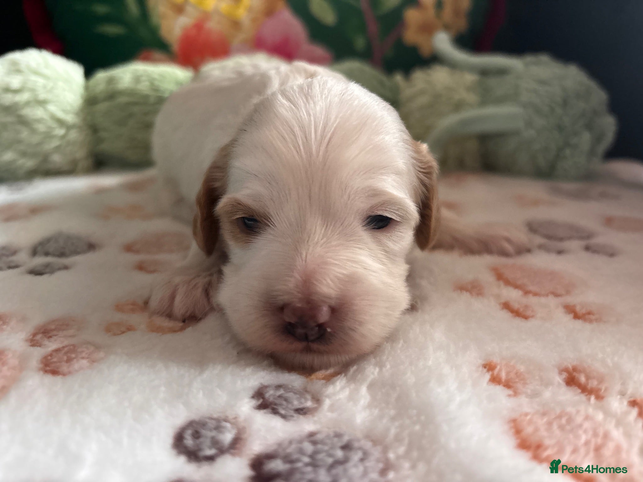 Cavapoo dogs Beautiful Cavapoo puppies  - Advert 11