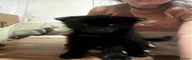 Pomsky 5