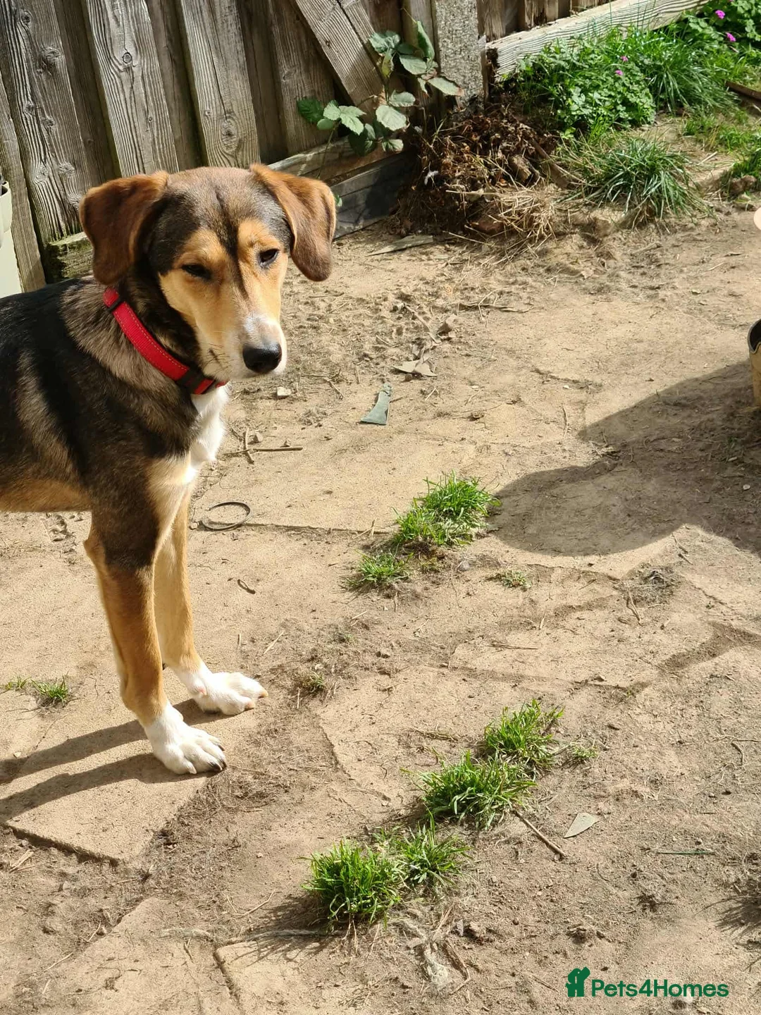 Mixed Breed dogs for adoption: Sylvester is looking for a home with another dog  - Advert 5