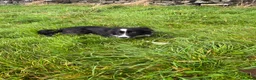 Border Collie dogs for sale: Border collie  - Advert 2