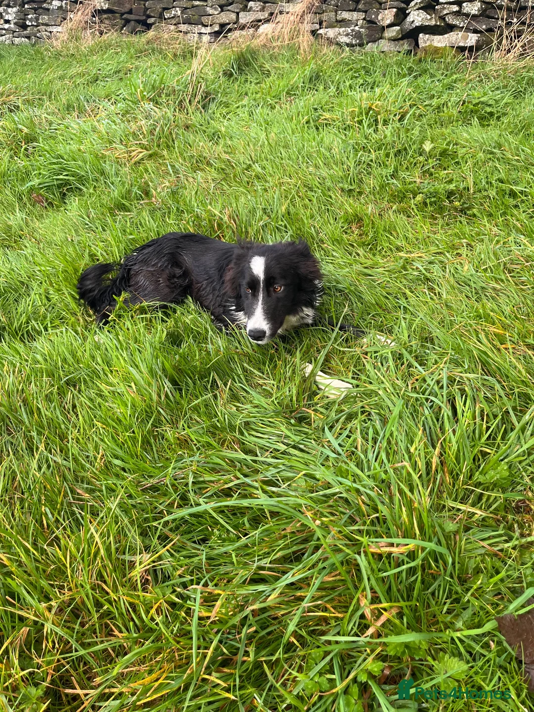 Border Collie dogs for sale: Border collie  - Advert 2