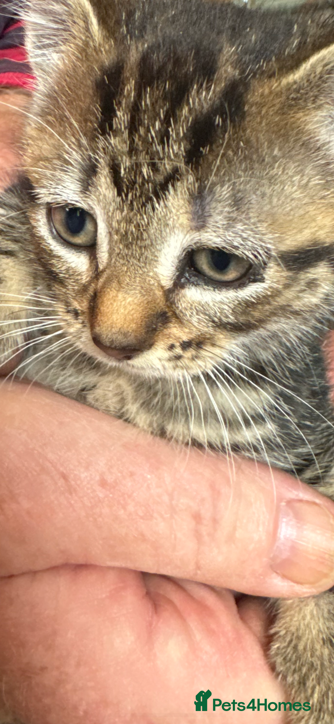 British Shorthair cats for sale: Beautiful kittens for sale  - Image 3
